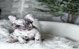 French Bulldog dogs for sale: Dixie - Image 8