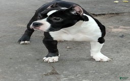 American Bully dogs for sale: Yoyo - Image 1