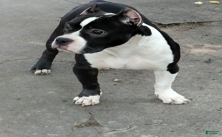 American Bully dogs for sale - Ad 1