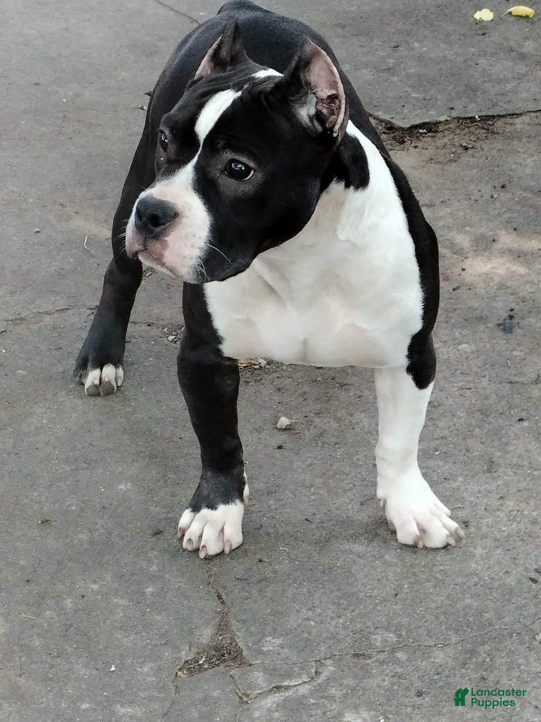 American Bully dogs for sale: Yoyo - Image 1