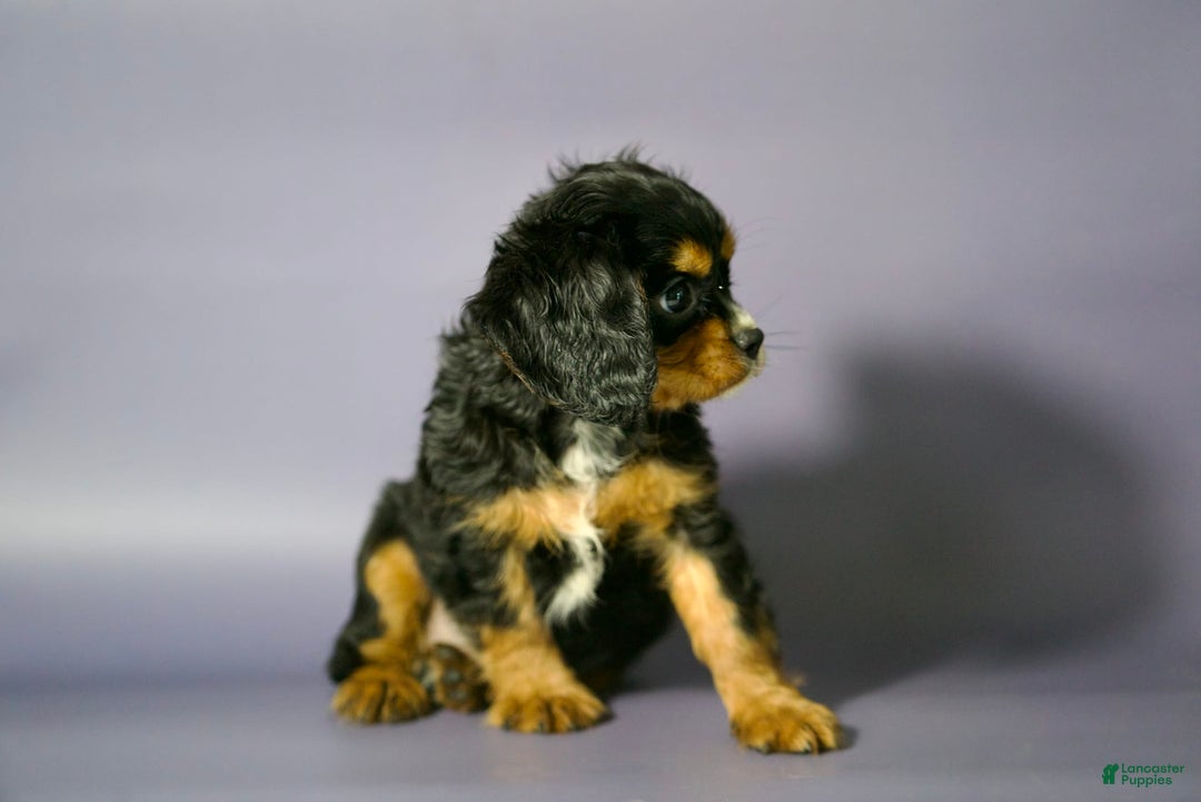 Cavalier King Charles Spaniel dogs for sale: Annie - Image 3