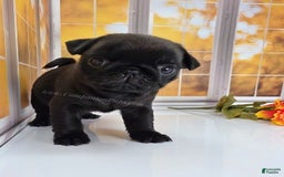Pug dogs for sale: Runt - Champion Lines - Image 10
