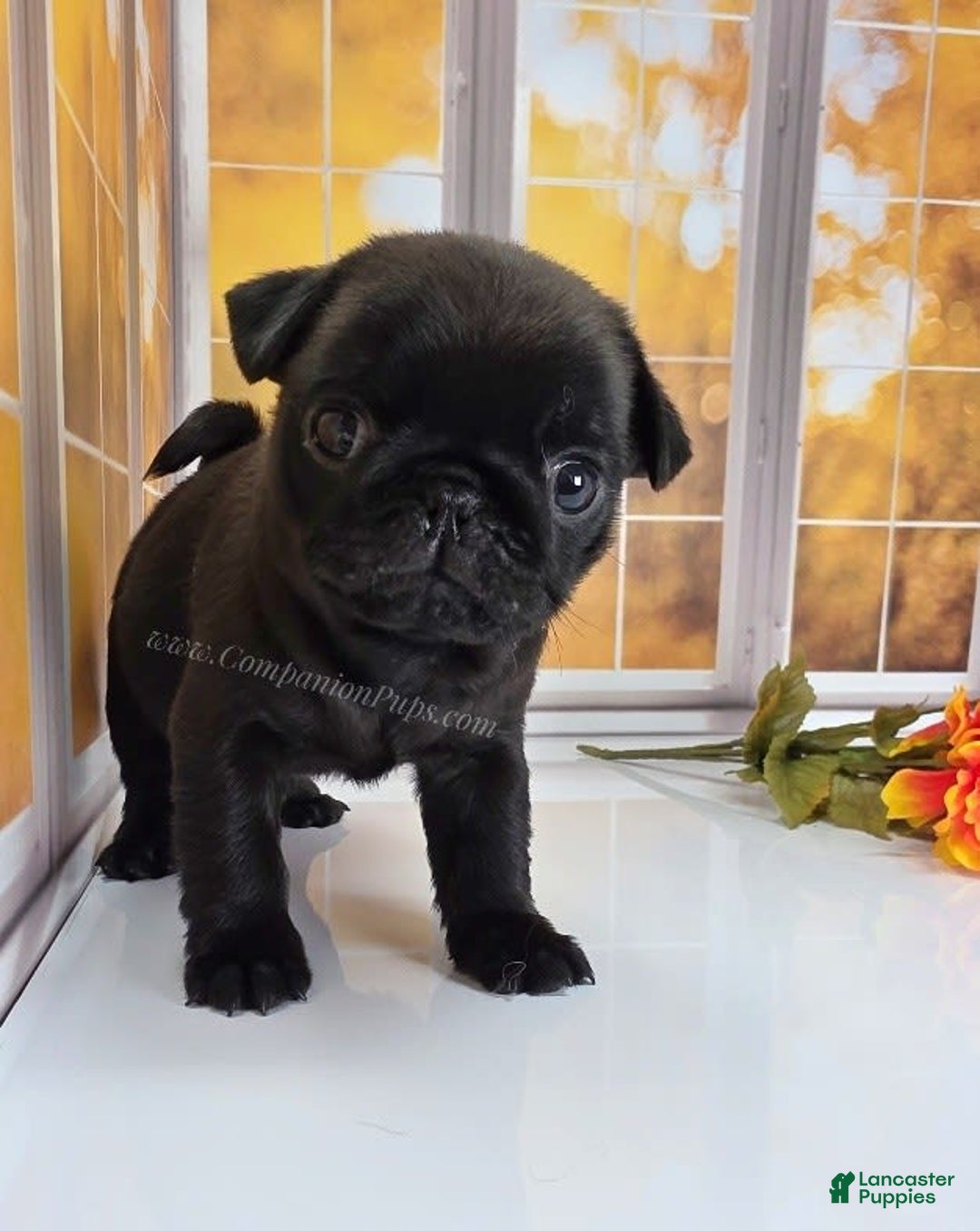 Pug dogs for sale: Runt - Champion Lines - Image 10