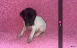 German Shorthaired Pointer dogs for sale: Gsp Puppy - Image 1
