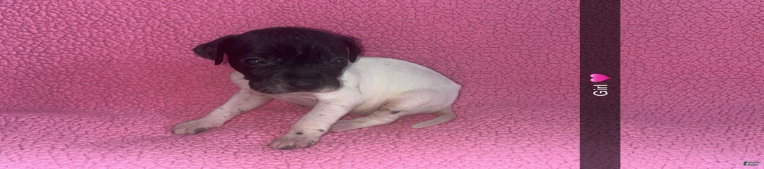 Gsp Puppy
