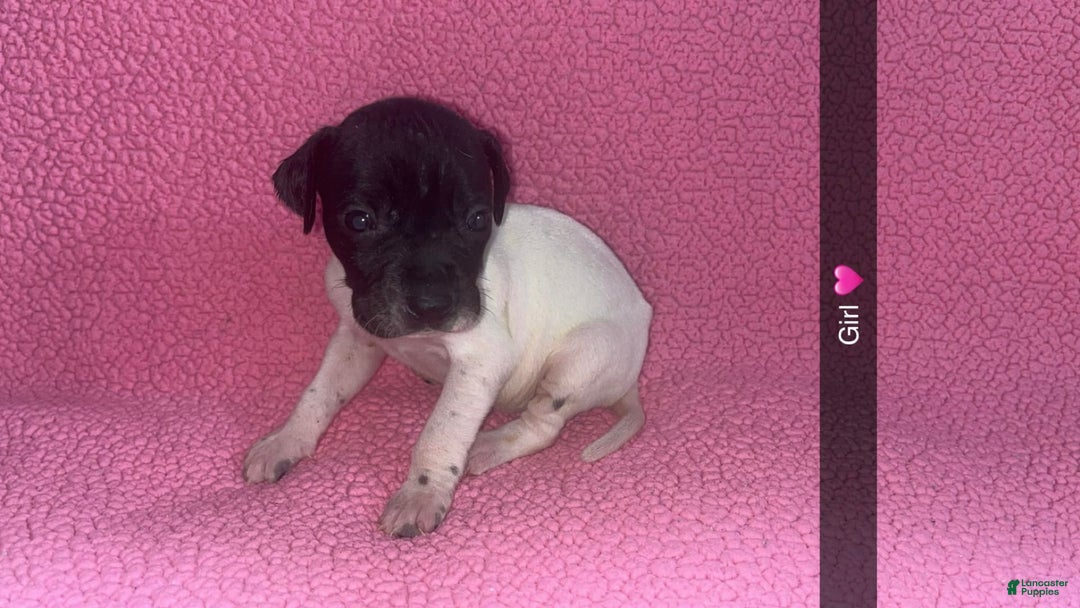 German Shorthaired Pointer dogs for sale: Gsp Puppy - Image 1