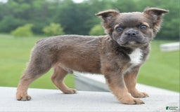 Frenchton dogs for sale: Milo Fluffy - Image 17