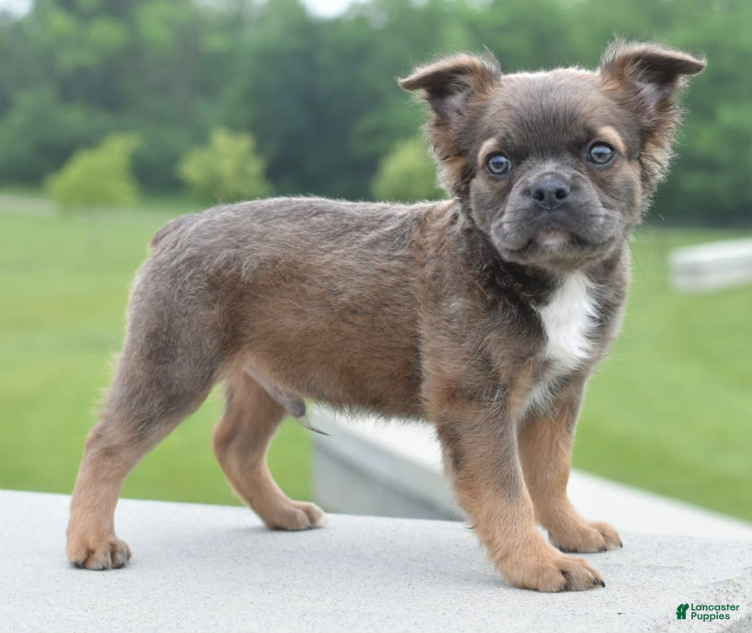 Frenchton dogs for sale: Milo Fluffy - Image 17
