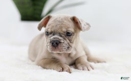 French Bulldog dogs for sale: Turbo - Image 3