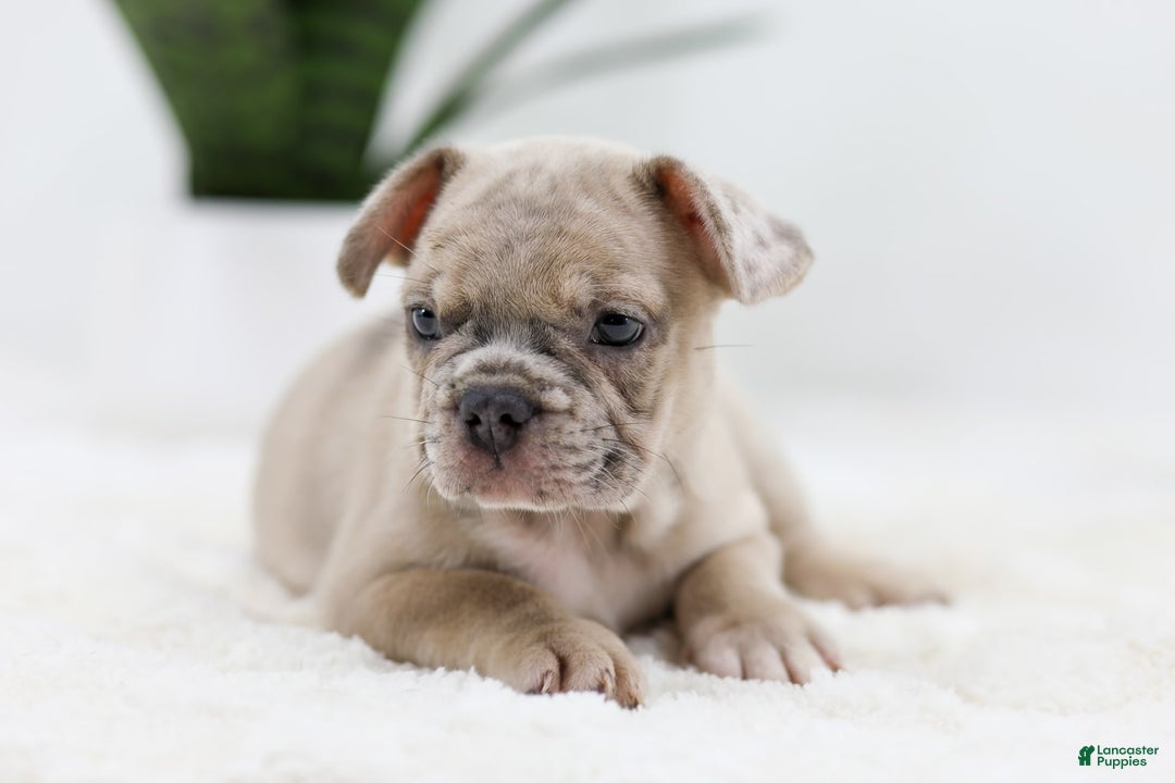 French Bulldog dogs for sale: Turbo - Image 3