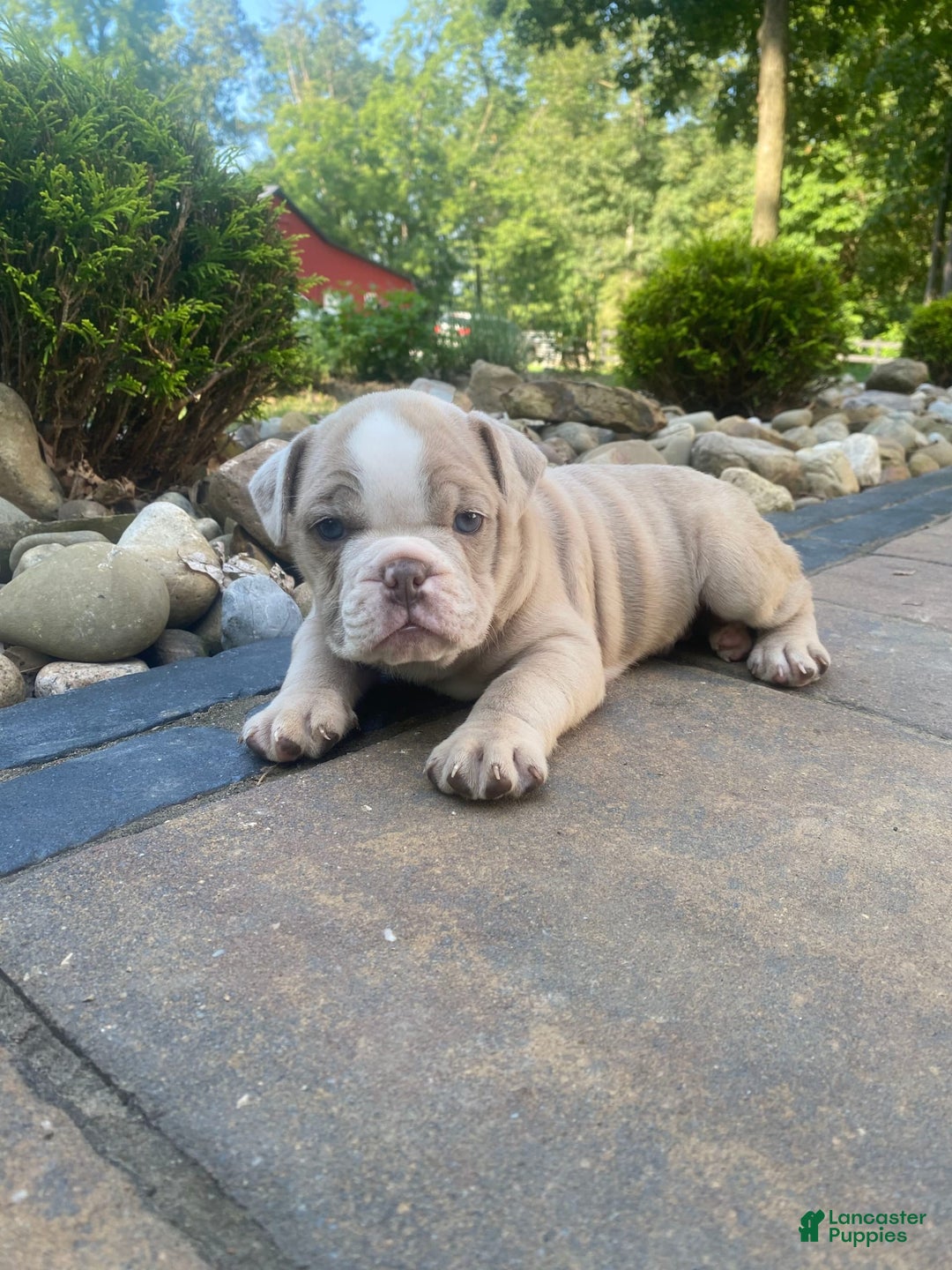 English Bulldog dogs for sale: Champ - Image 2