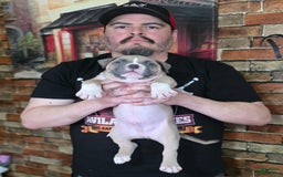 American Bully dogs for sale: National Champion Jack - Image 43