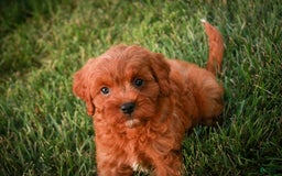 Cavalier King Charles Spaniel dogs for sale: Monty - Image 20