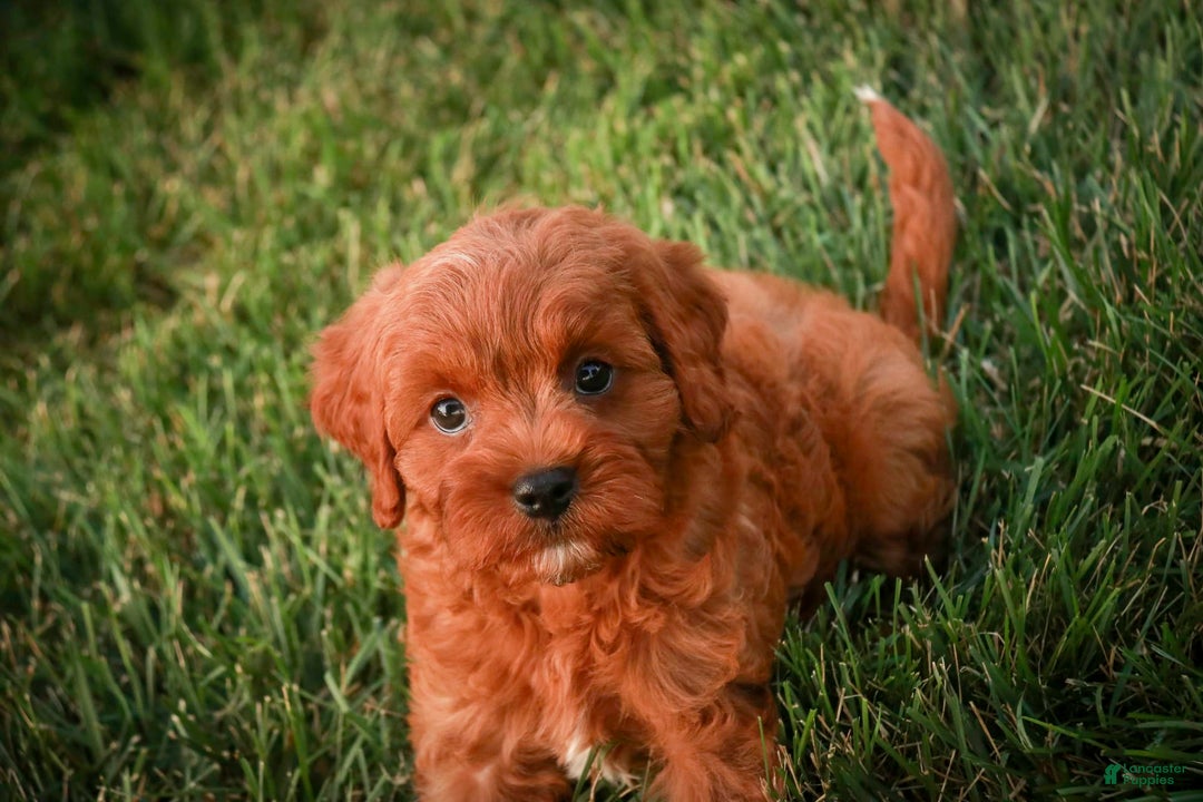 Cavalier King Charles Spaniel dogs for sale: Monty - Image 20