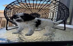 Miniature Poodle dogs for sale: Captain America - Image 11