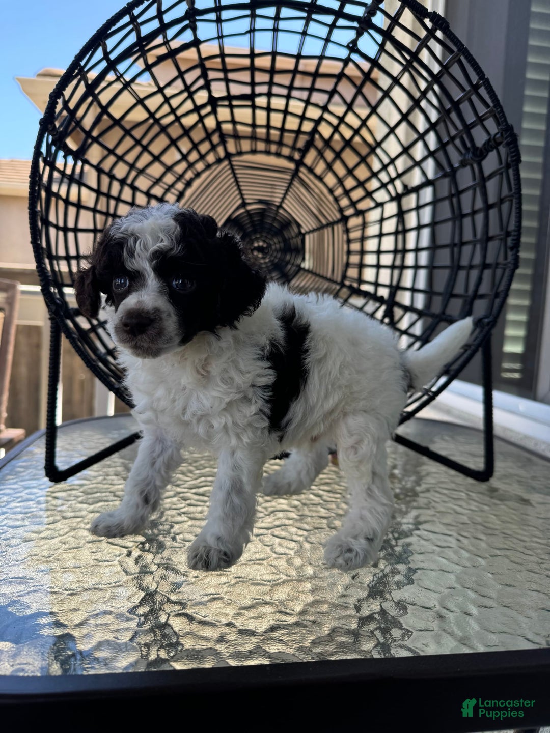 Miniature Poodle dogs for sale: Captain America - Image 11