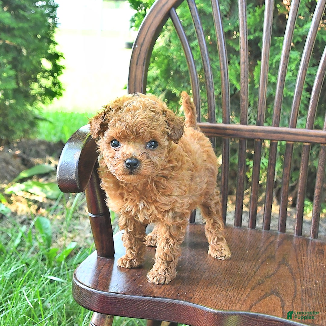 Toy Poodle dogs for sale: Peanut   Extra Small - Image 3