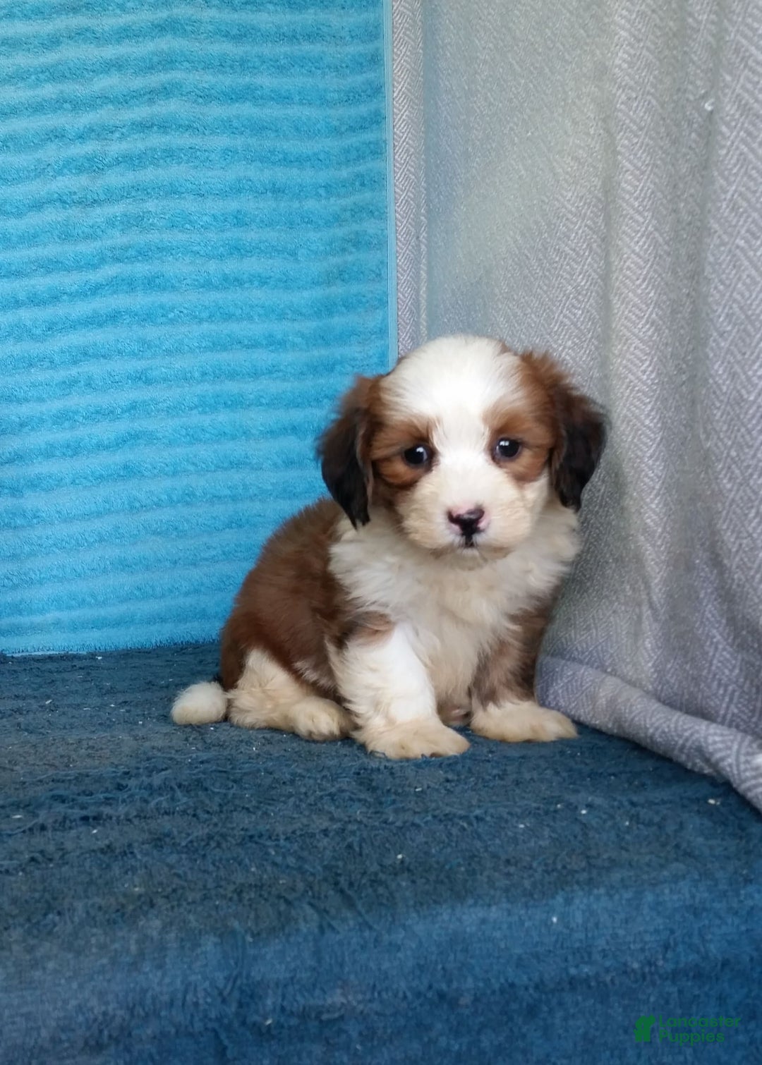 Havanese dogs for sale: Dolly - Image 4