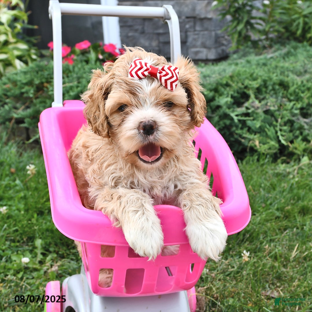 Cavalier King Charles Spaniel dogs for sale: Tina - Image 3