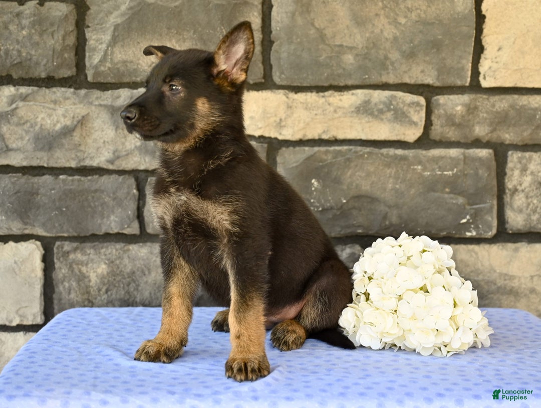 German Shepherd dogs for sale: Marshall - Image 5