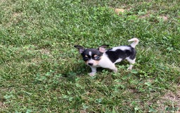 Chihuahua dogs for sale: Miles - Image 4