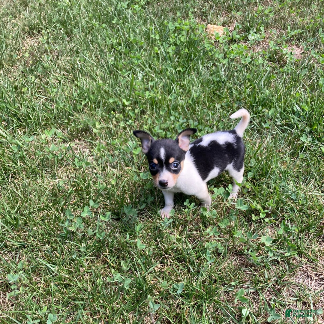 Chihuahua dogs for sale: Miles - Image 4