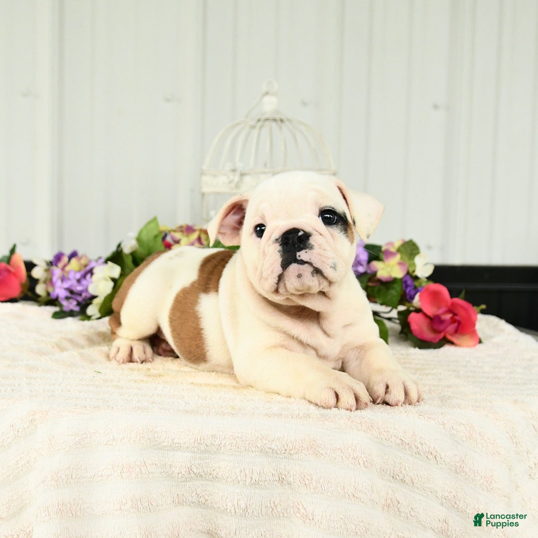English Bulldog dogs for sale: Rosa - Image 4