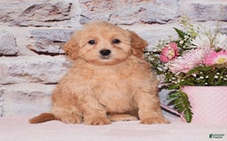 Maltipoo dogs for sale: Asher - Image 1
