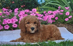 Goldendoodle dogs for sale: Roper - Image 6