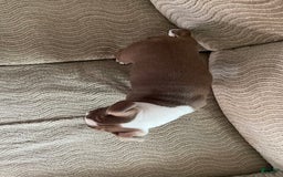 Boston Terrier dogs for sale: Corbin - Image 1