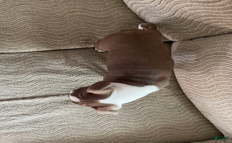 Boston Terrier dogs for sale - Ad 4