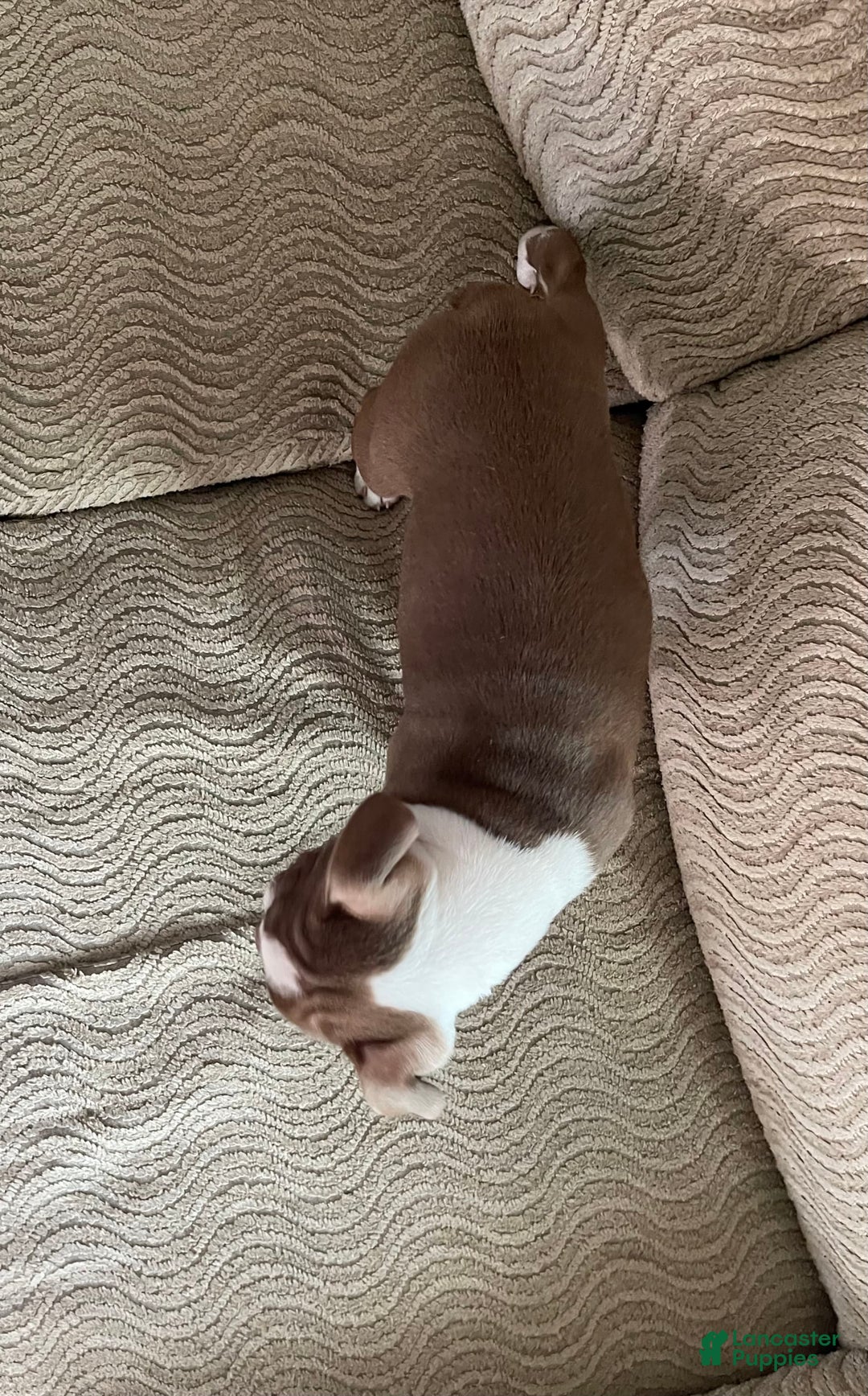 Boston Terrier dogs for sale: Corbin - Image 1