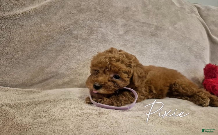 Miniature Poodle dogs for sale - Ad 1