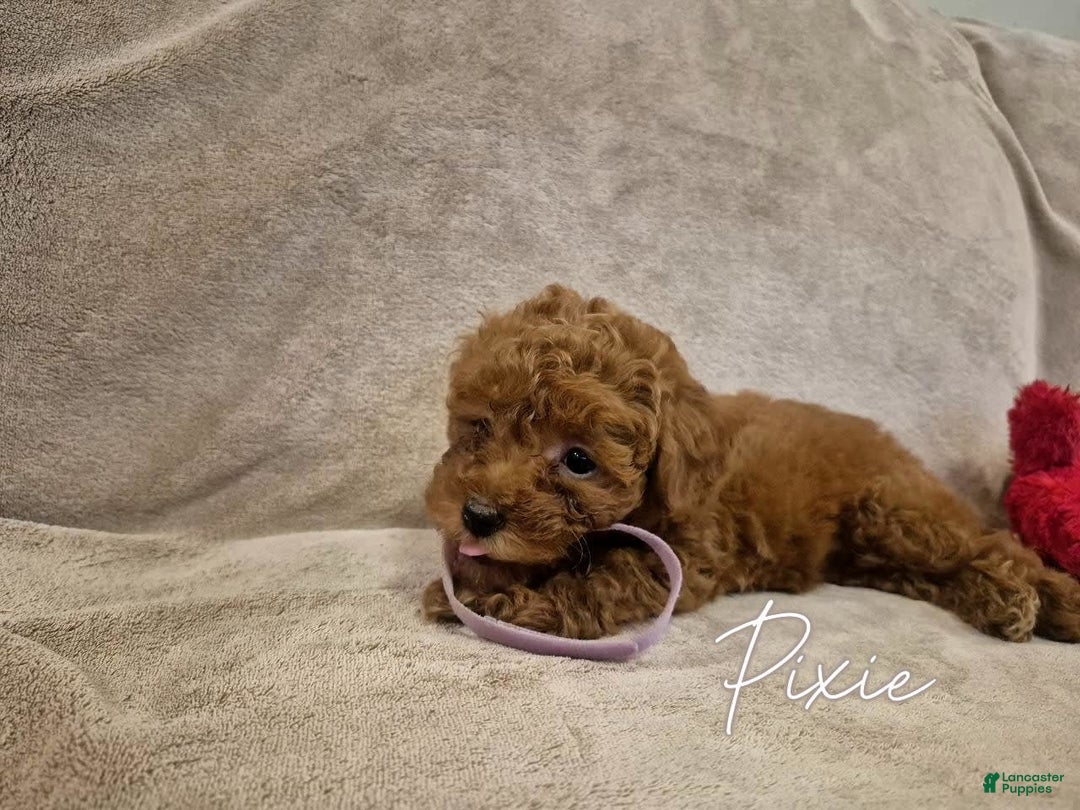 Miniature Poodle dogs for sale: Miniature Poodle 5 puppies - Image 1