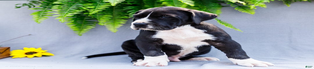Milo
