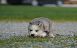Gerberian Shepsky dogs for sale: Romeo - Image 7