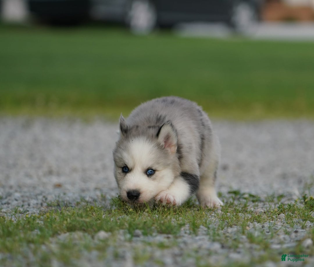 Gerberian Shepsky dogs for sale: Romeo - Image 7