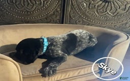 German Shorthaired Pointer dogs for sale: Skye - Image 2