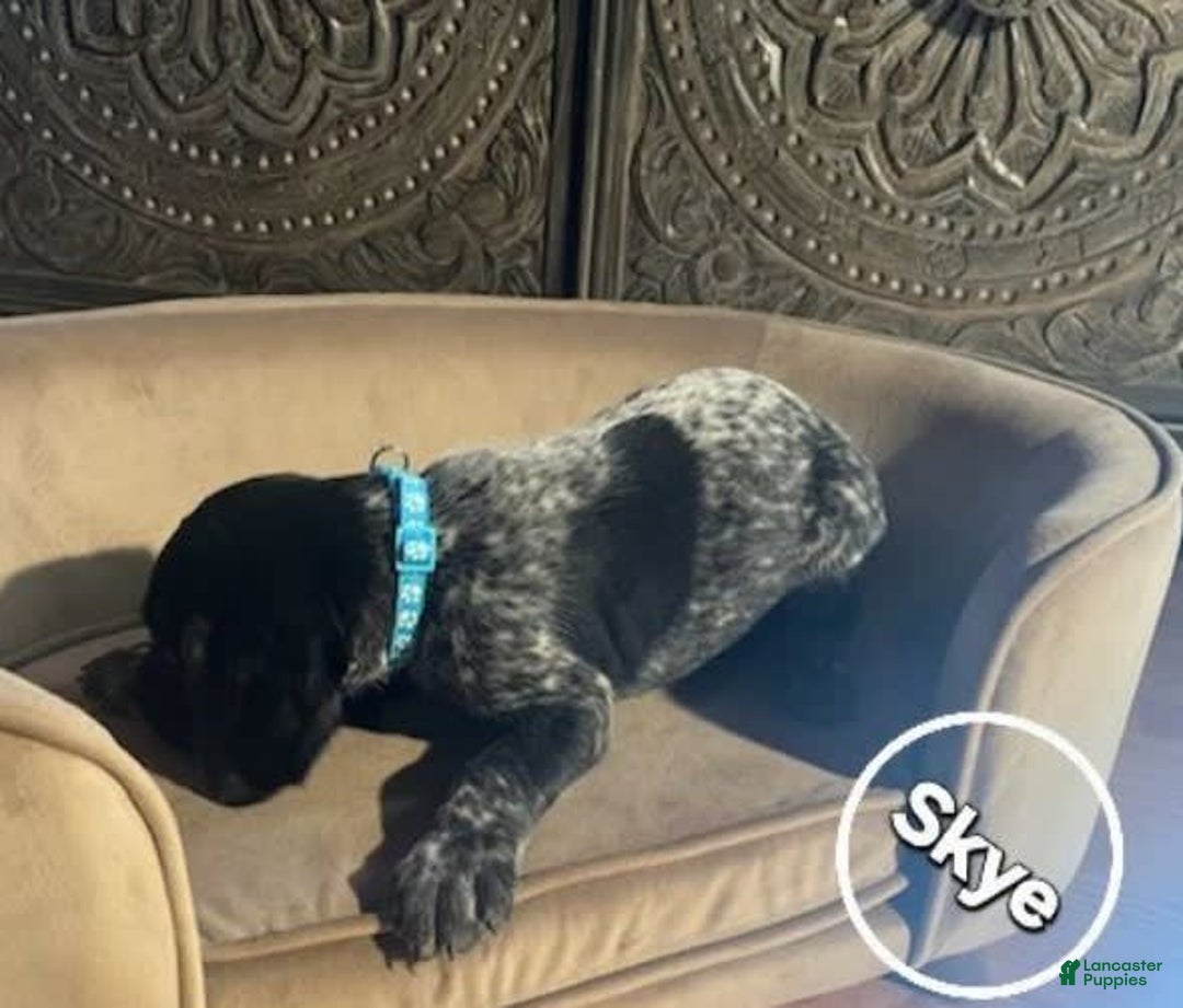 German Shorthaired Pointer dogs for sale: Skye - Image 2