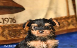 Yorkshire Terrier dogs for sale: Yorkshire Terrier 4 puppies - Image 8