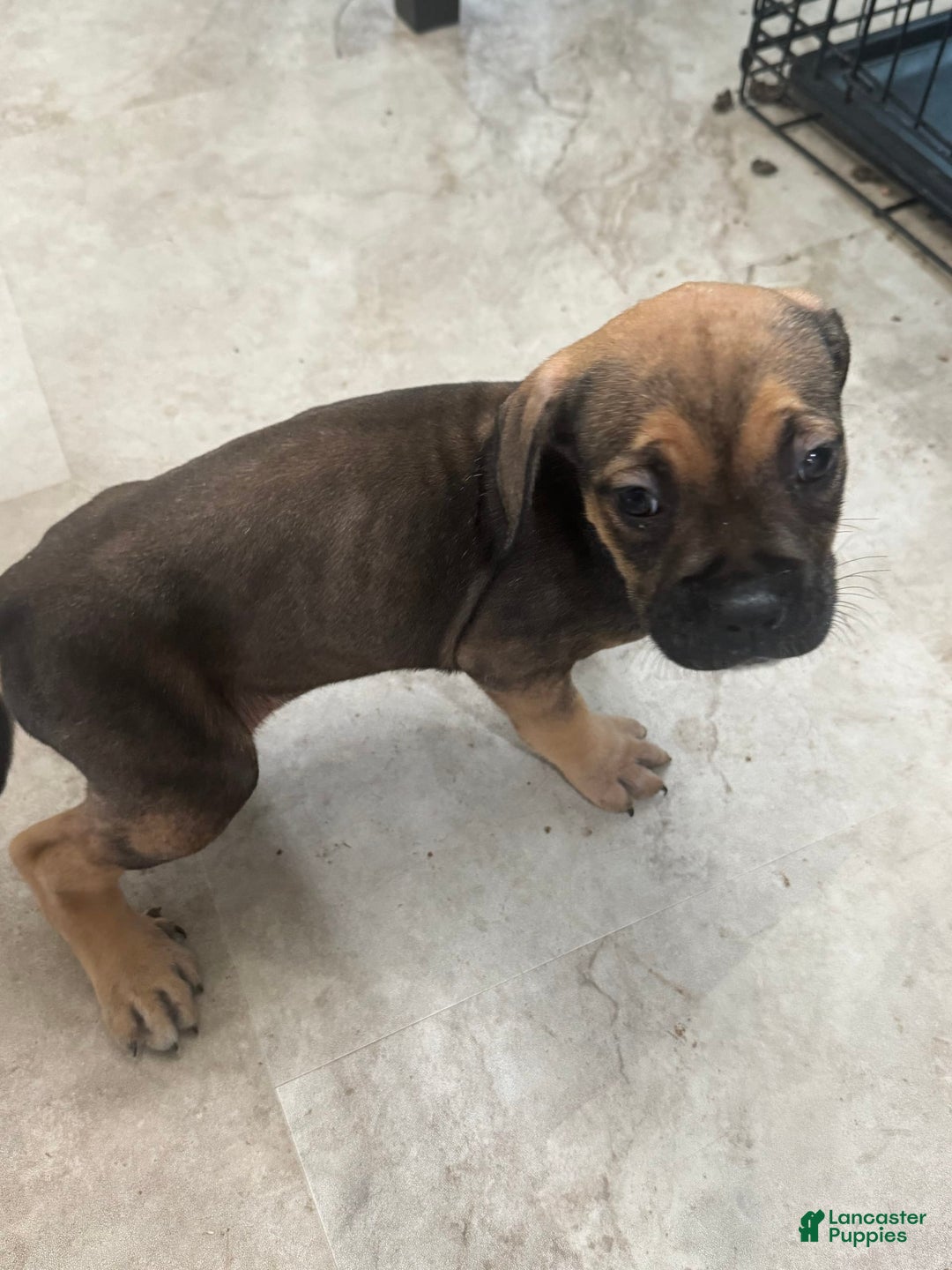 South African Boerboels dogs for sale: Luna - Image 4