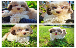 Havapoo dogs for sale: Gabby - Image 12