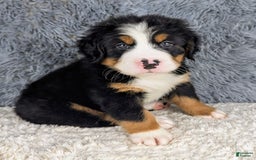 Bernese Mountain Dog dogs for sale: Boomer - Image 2