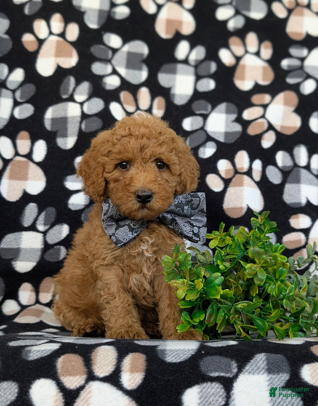 Bichpoo dogs for sale: Jeremie - Image 2
