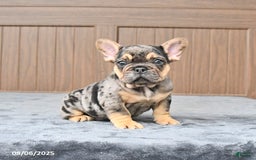 French Bulldog dogs for sale: Dozer - Image 5