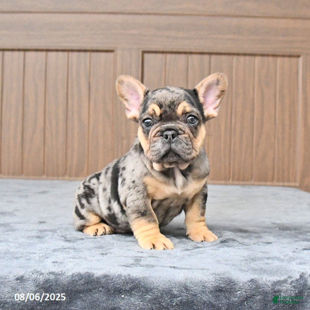 French Bulldog dogs for sale: Dozer - Image 5