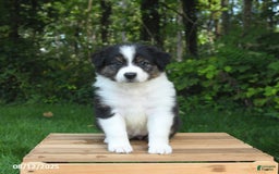 Australian Shepherd dogs for sale: Alivia - Image 3