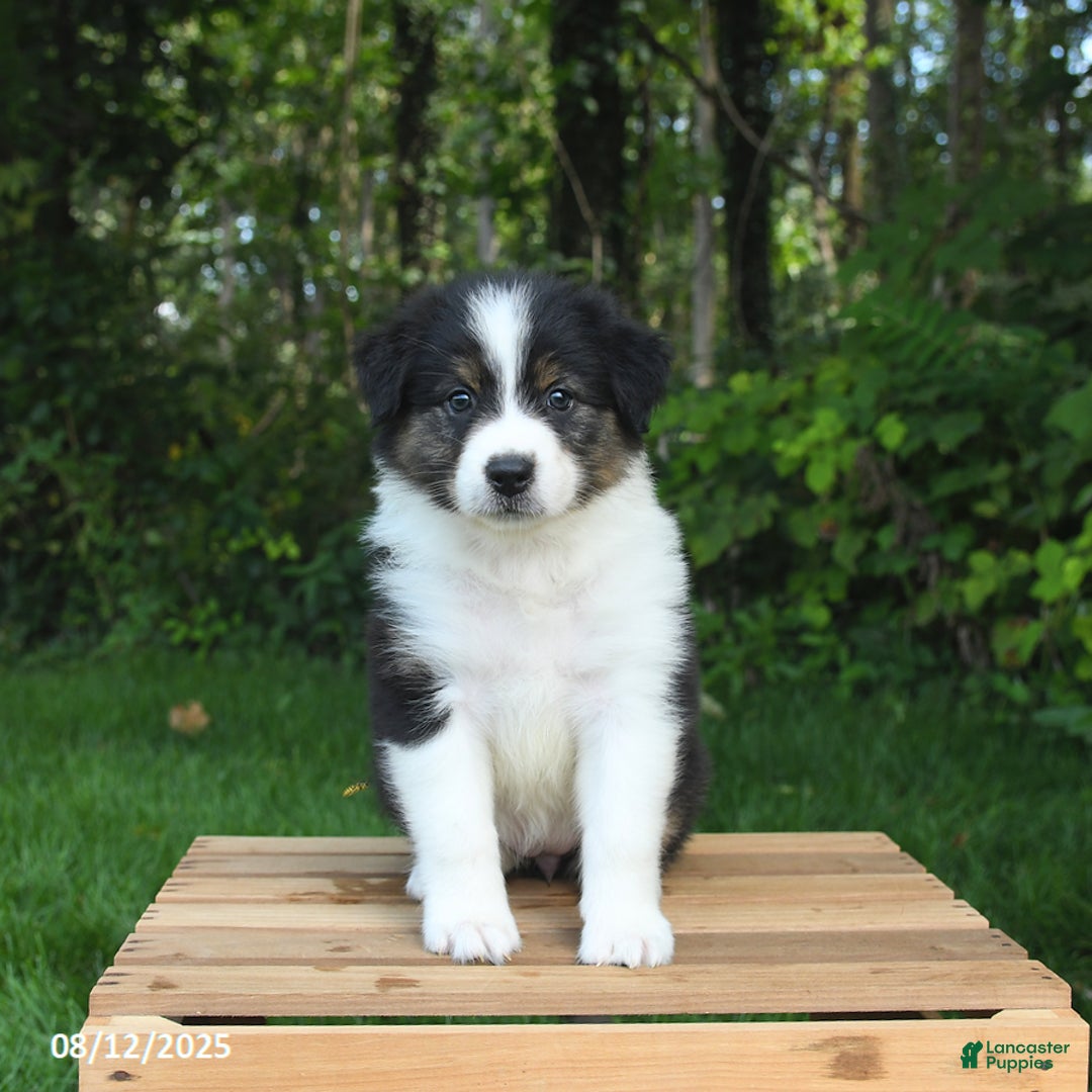 Australian Shepherd dogs for sale: Alivia - Image 3