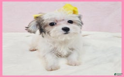 Morkie dogs for sale: Gwen - Image 4