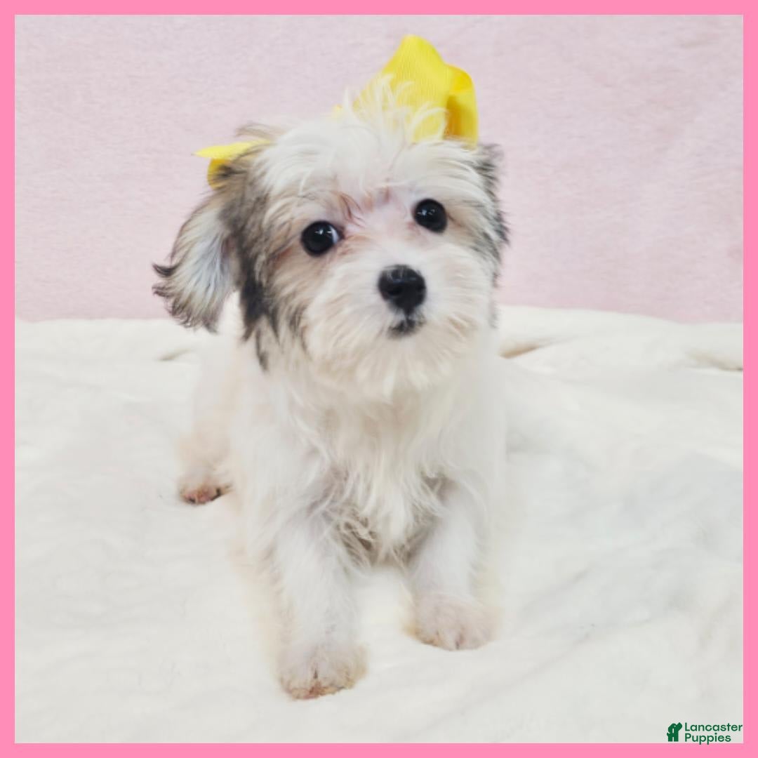 Morkie dogs for sale: Gwen - Image 4